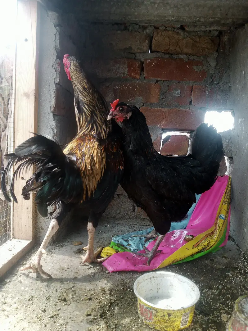 Assel hens and cocks — photo 7