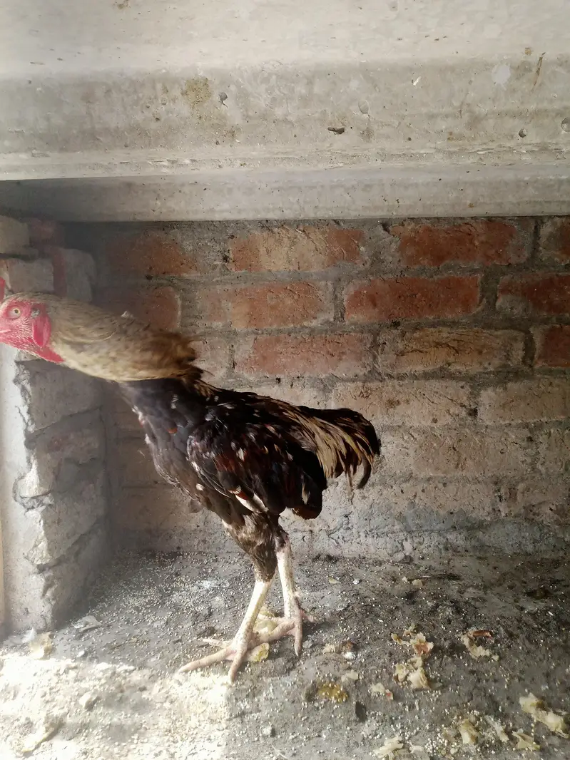 Assel hens and cocks — photo 8