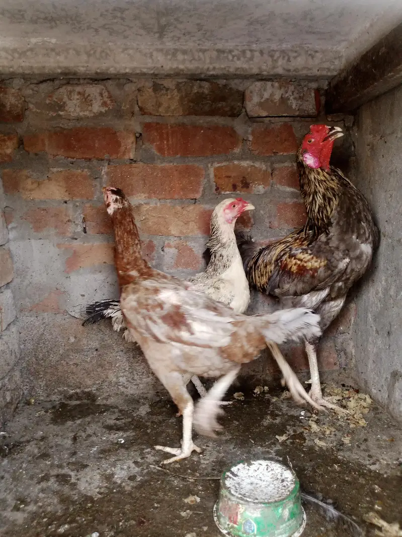 Assel hens and cocks — photo 9