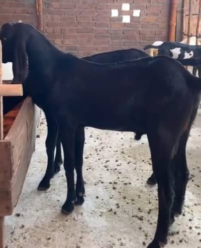 Bakra for sale qurbani  2027