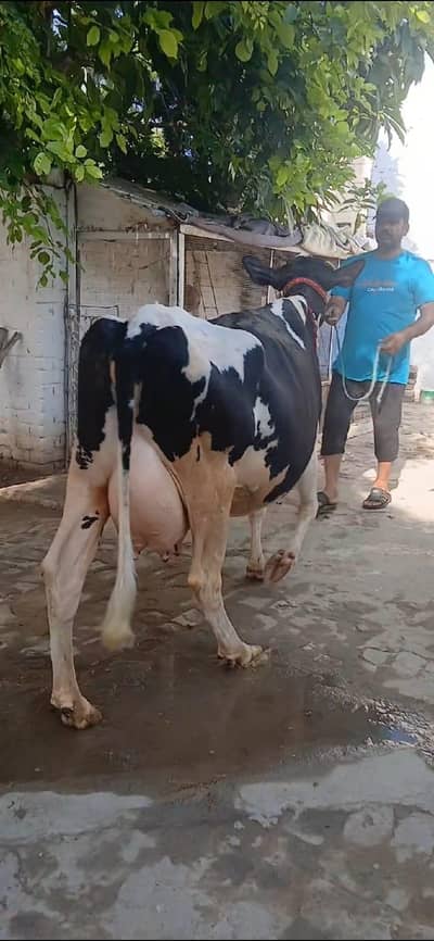 Frezion Cross cow with female baby available
