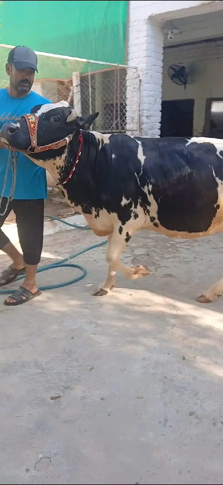 Frezion Cross cow with female baby available — photo 3