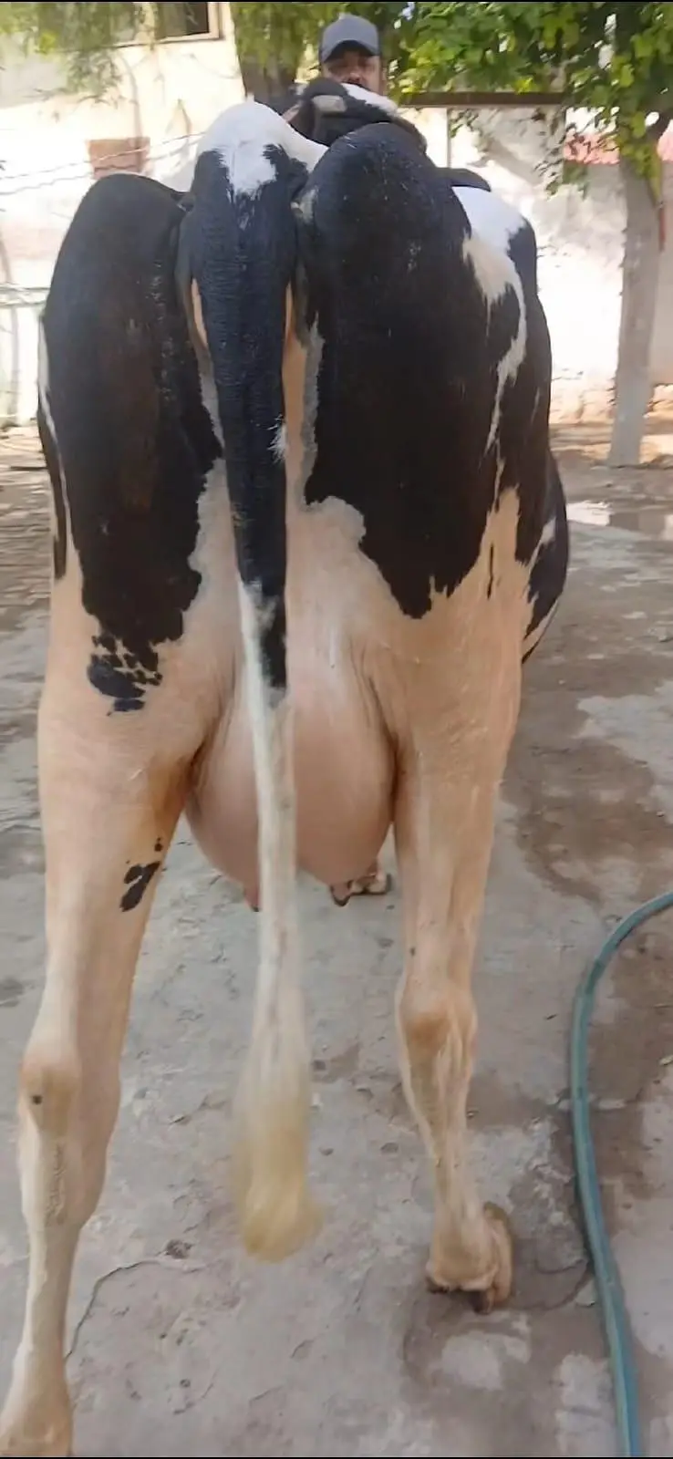 Frezion Cross cow with female baby available — photo 4