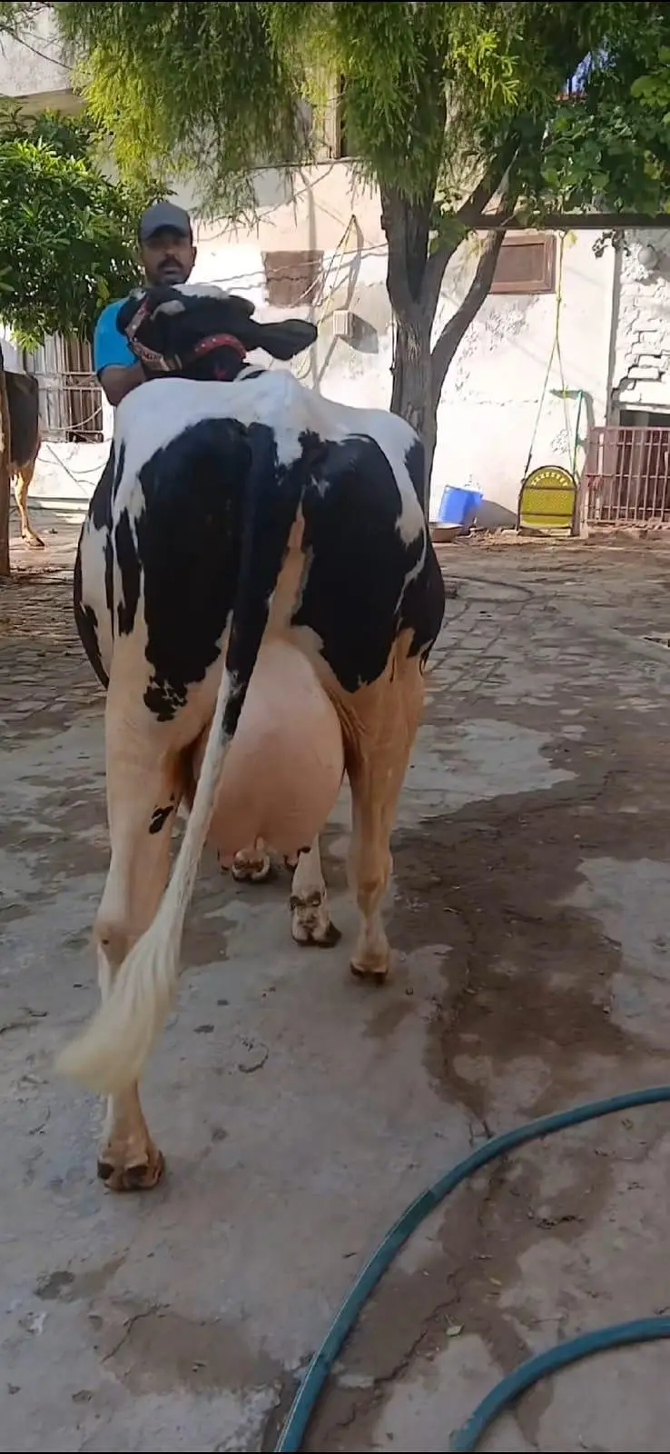 Frezion Cross cow with female baby available — photo 5