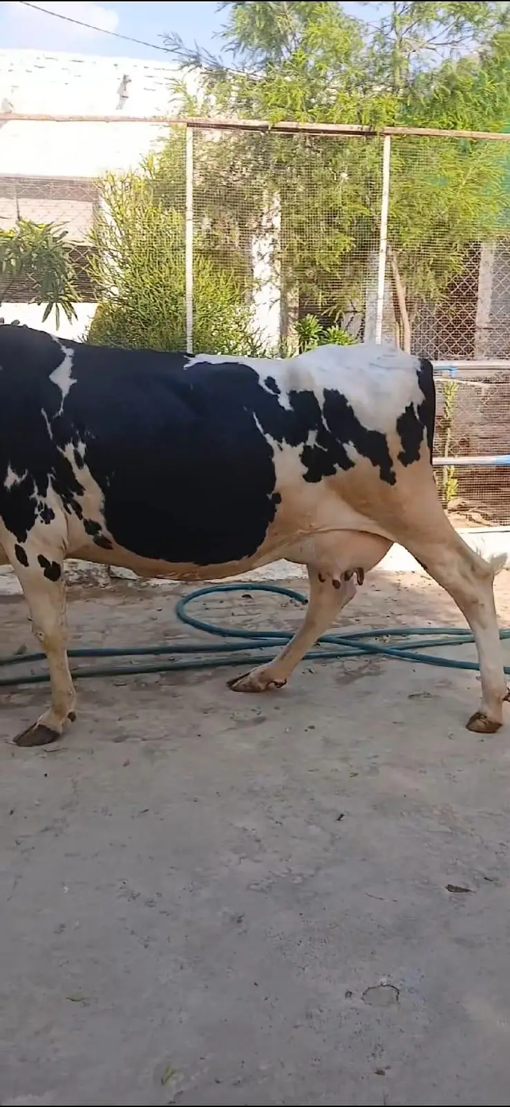 Frezion Cross cow with female baby available — photo 6