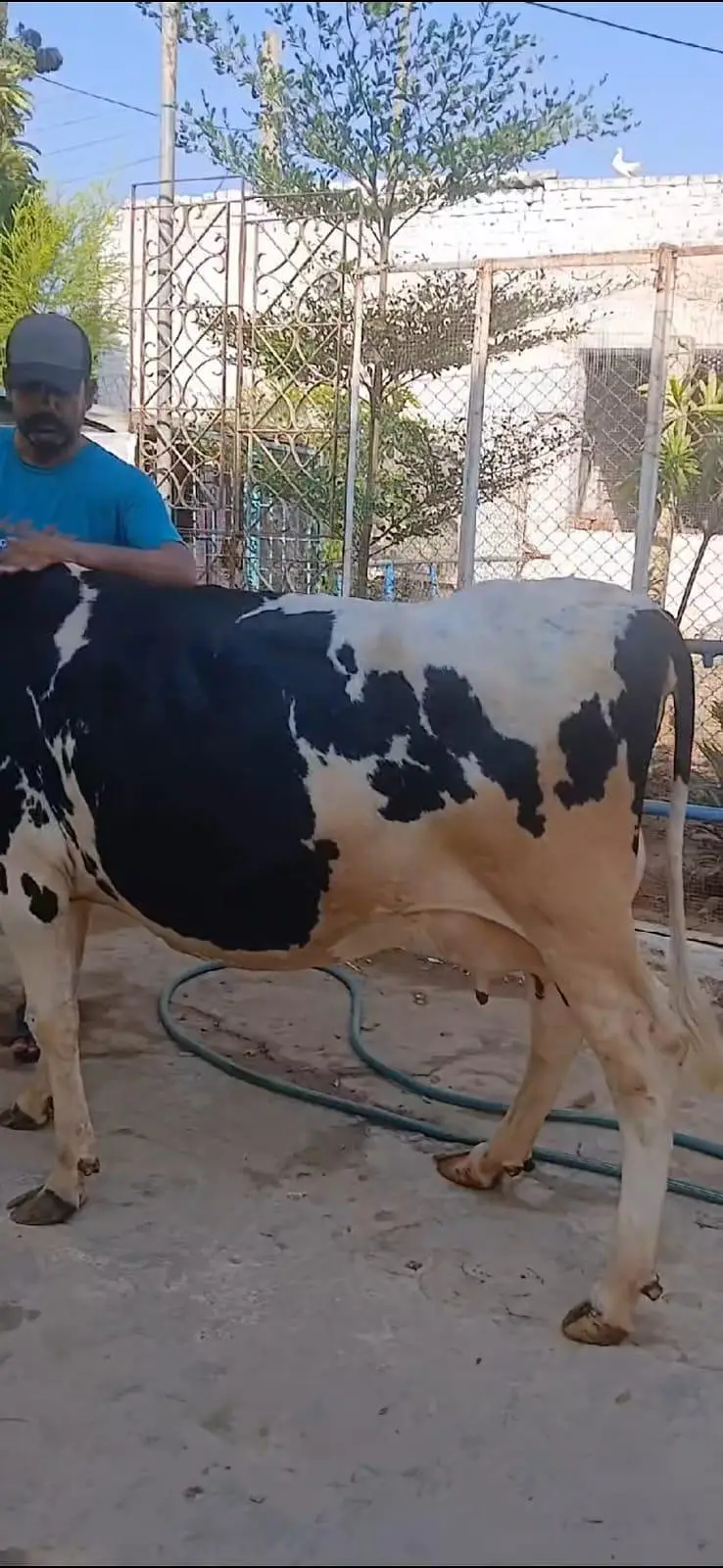 Frezion Cross cow with female baby available — photo 7