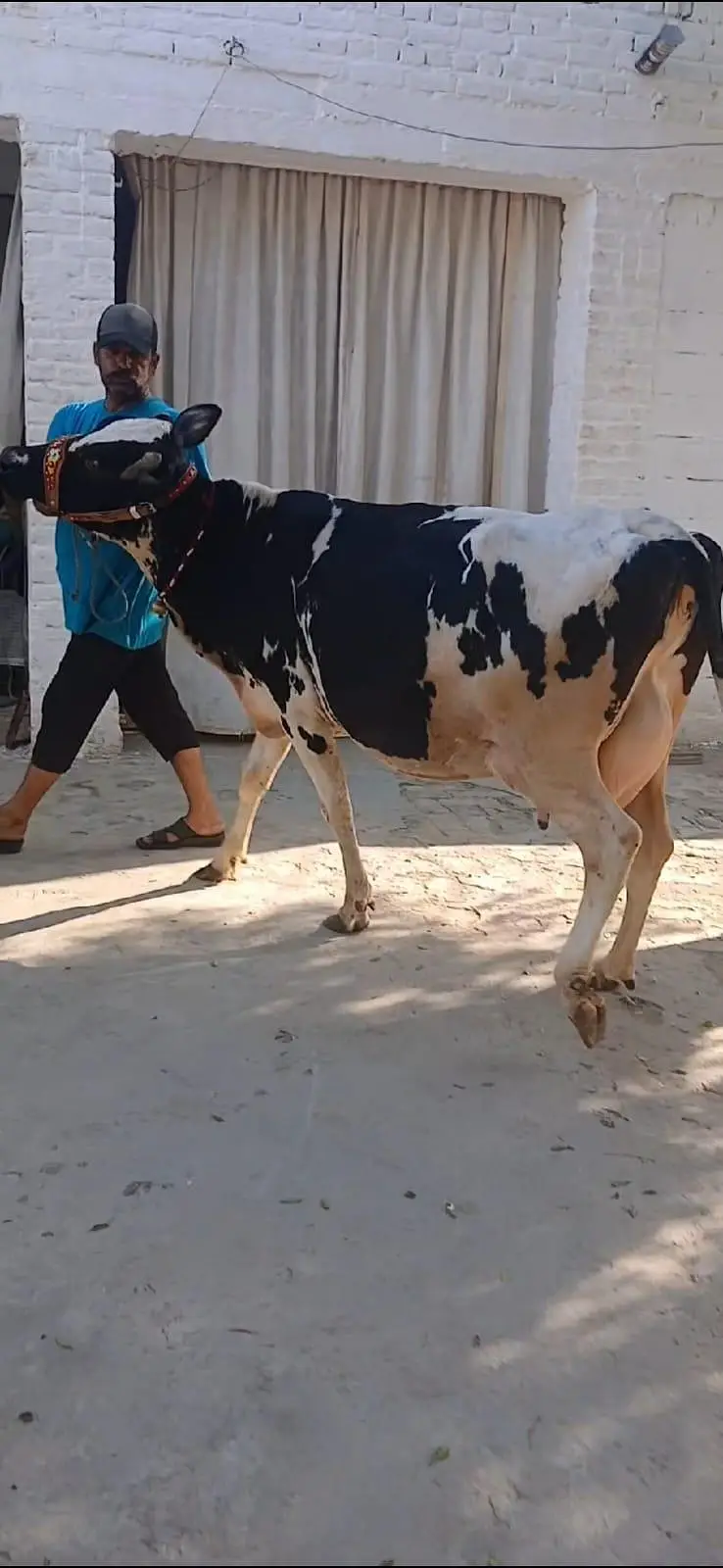 Frezion Cross cow with female baby available — photo 8