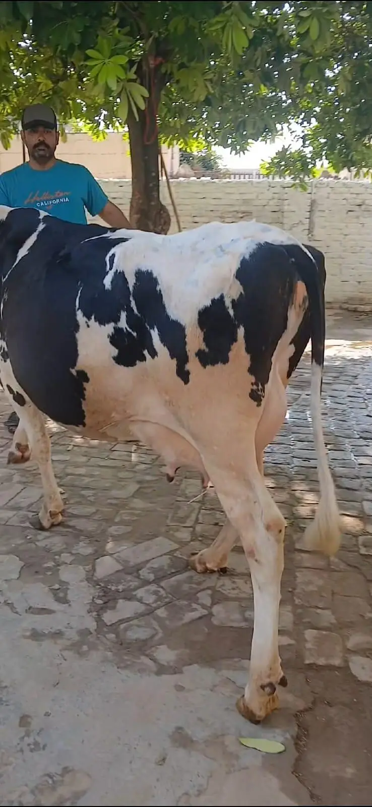 Frezion Cross cow with female baby available — photo 9