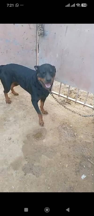 urgent for sale
