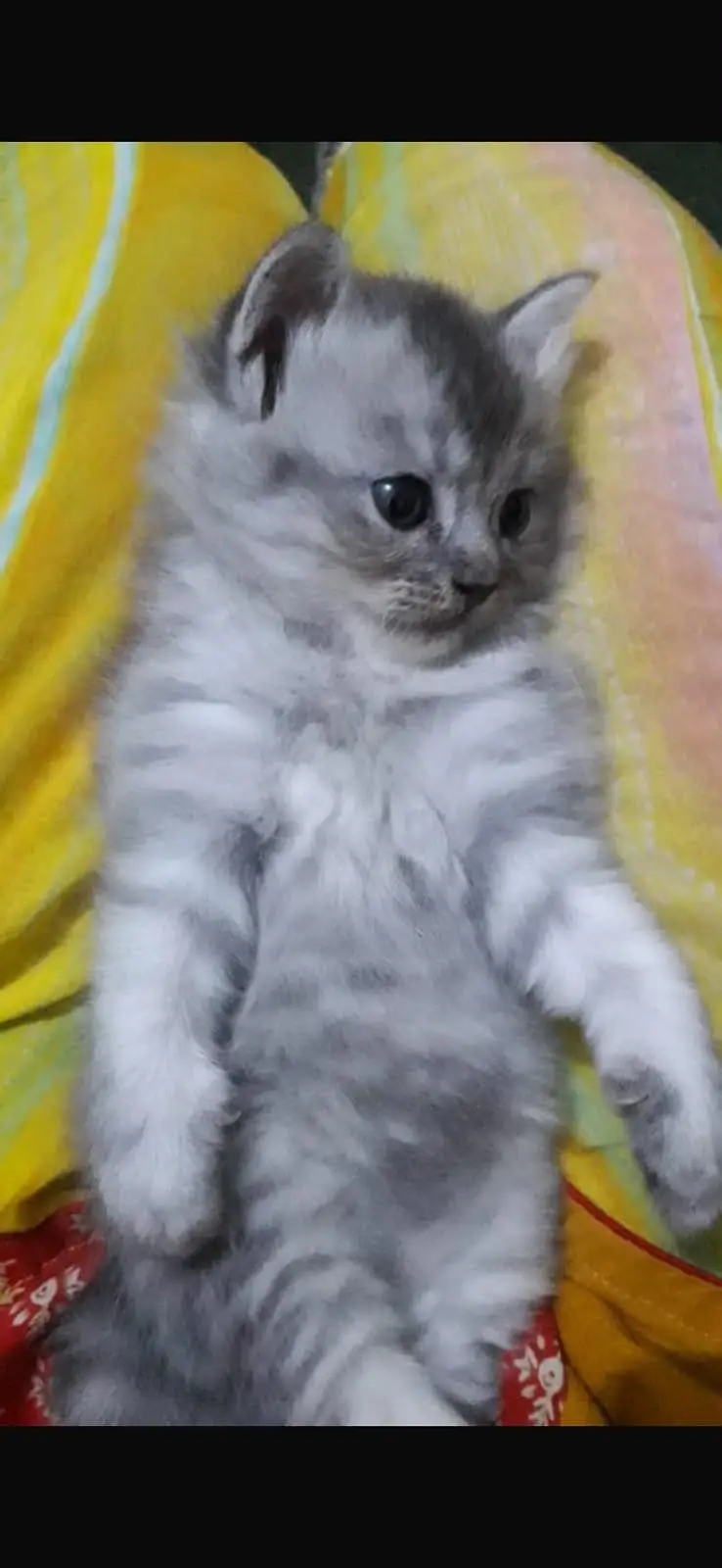persion kitten for sale urgent — photo 2
