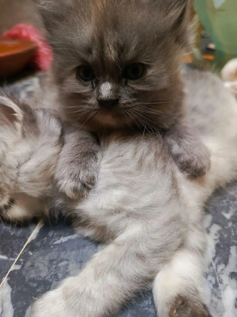 persion kitten for sale urgent — photo 3
