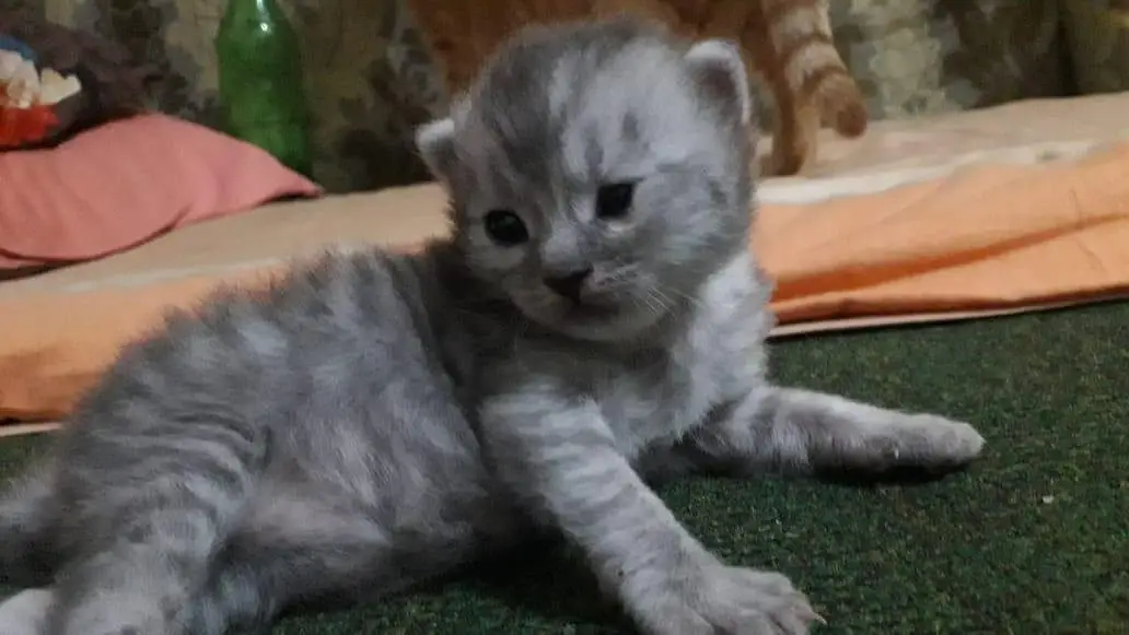 persion kitten for sale urgent — photo 4