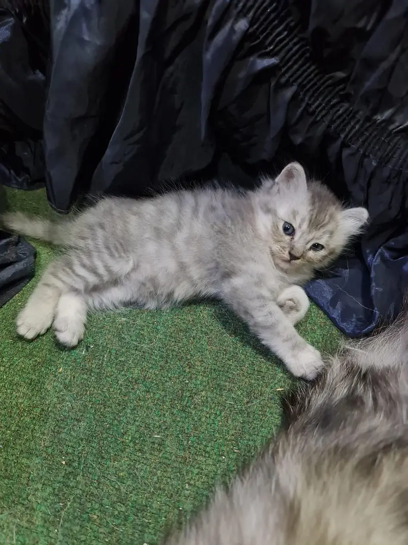 persion kitten for sale urgent — photo 5