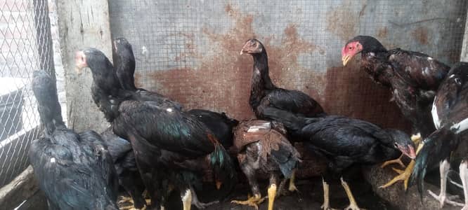 Japanese barmi For sale