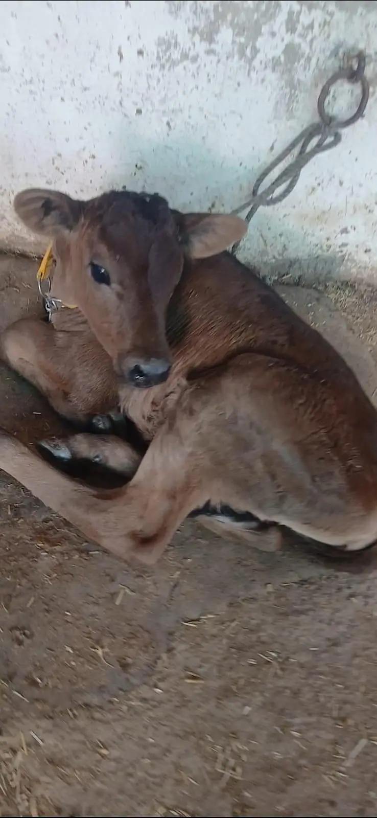Frezion Cross cow with female baby available — photo 10