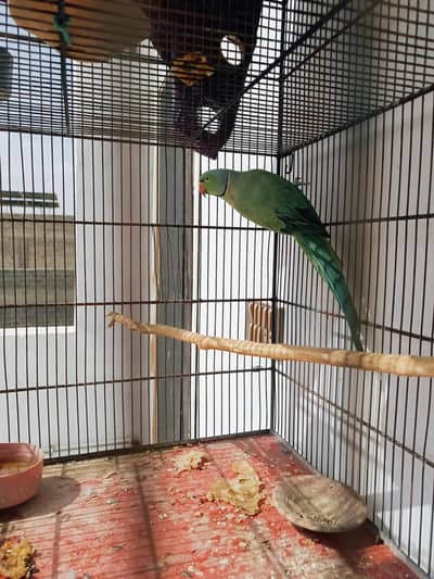 2 Ringneck Breeder Males available
