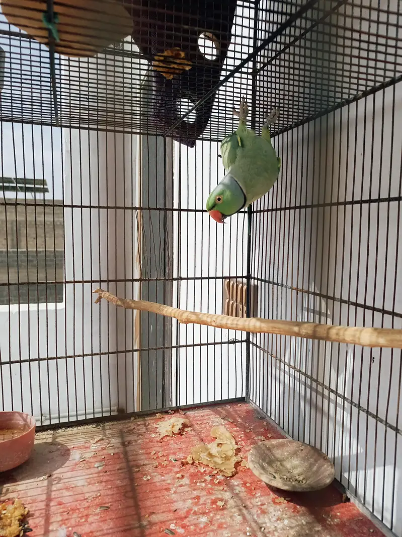 2 Ringneck Breeder Males available — photo 2