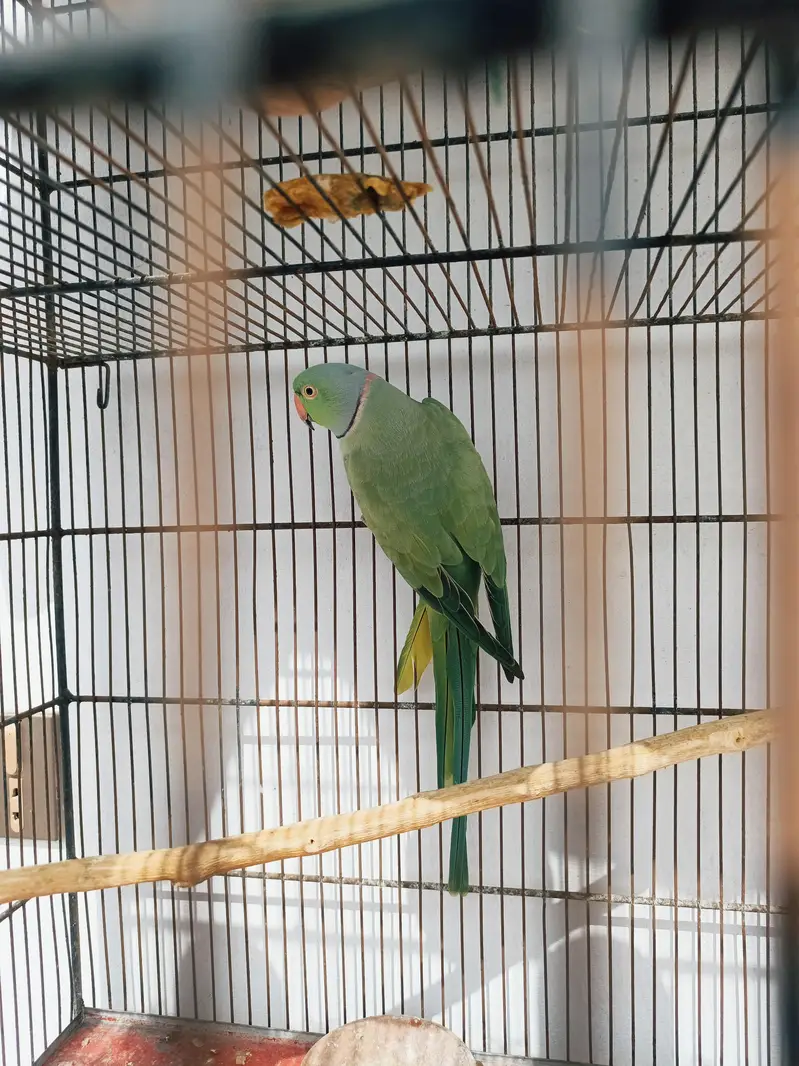 2 Ringneck Breeder Males available — photo 3