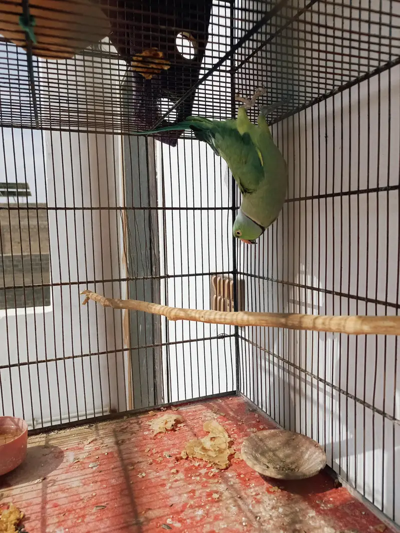 2 Ringneck Breeder Males available — photo 4