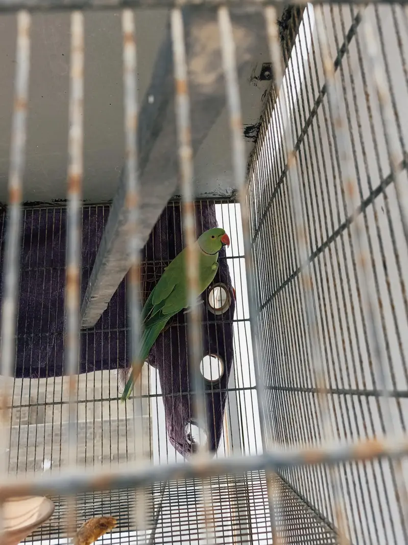 2 Ringneck Breeder Males available — photo 5