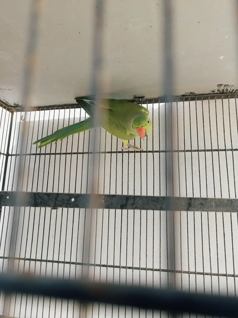 2 Ringneck Breeder Males available — photo 6