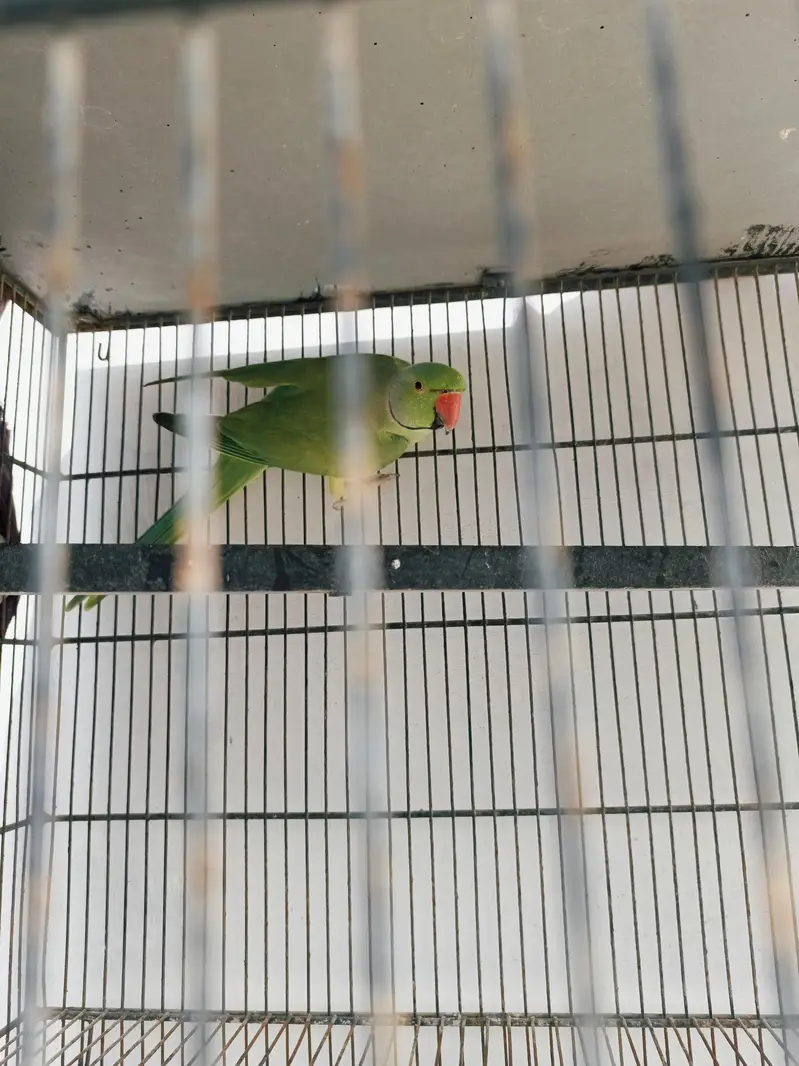 2 Ringneck Breeder Males available — photo 7