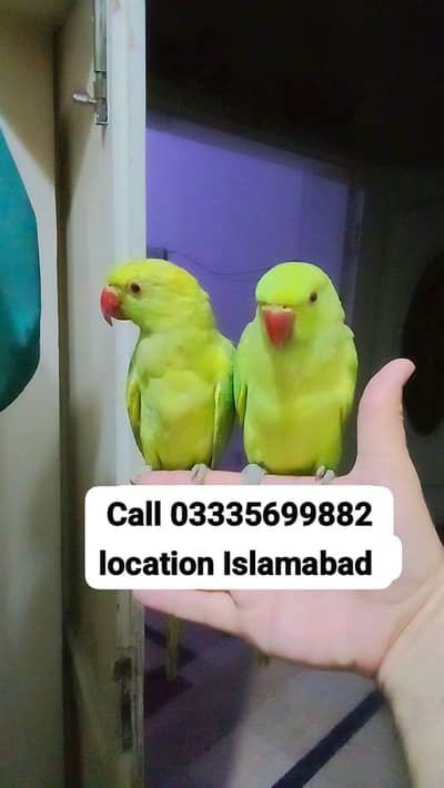Single 5,500 Hand Tamed Friendly Green Ring Neck Male/Female Parrots