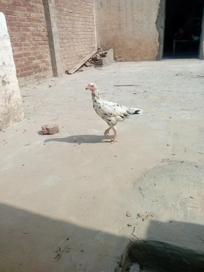 patha or white murgi for sale in best price — photo 4