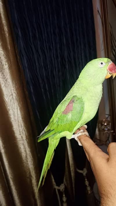 Friendly Raw Parrot For Sale - Talking & Hand Tame