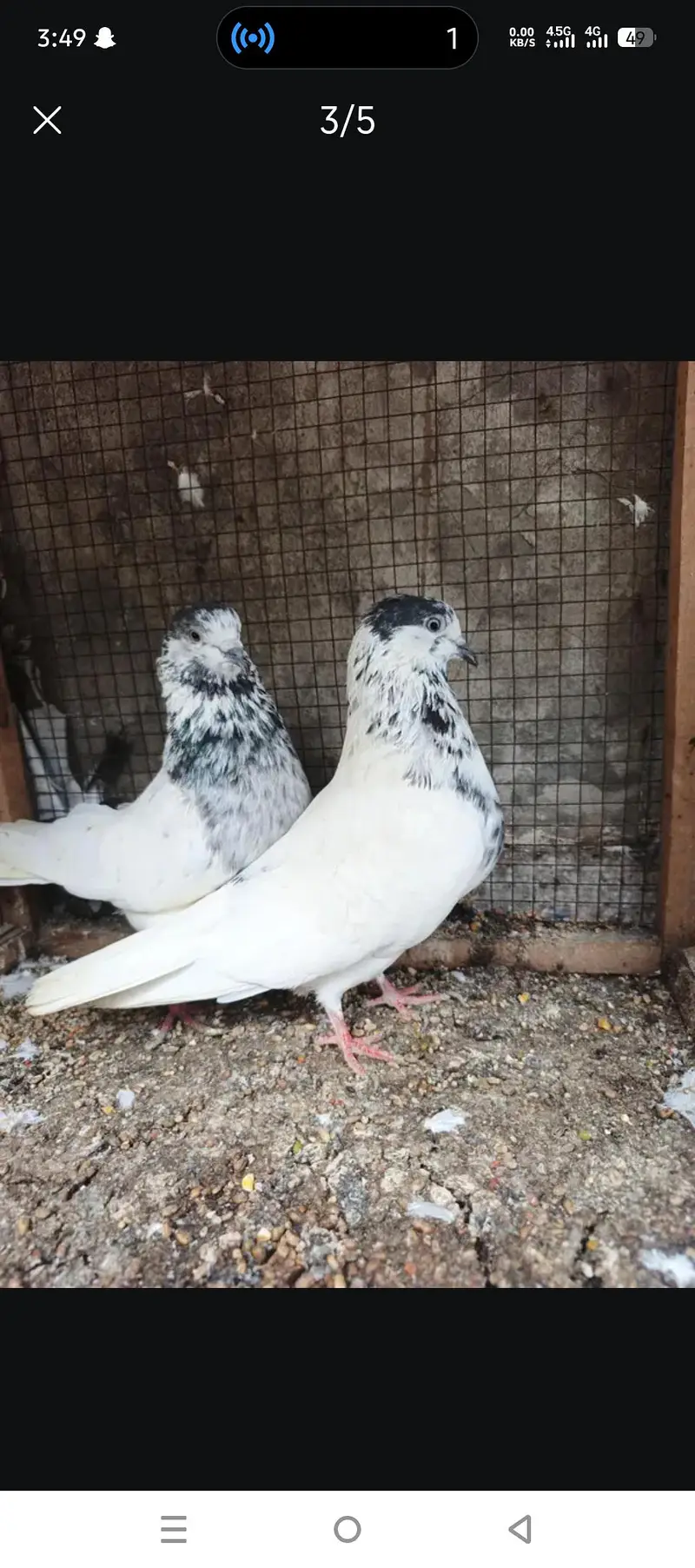 bateray original pair sialkoti — photo 2