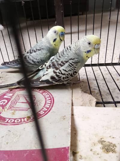 BUDGIES
