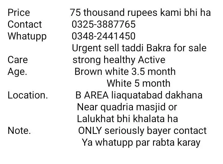 urgent sell taddi Bakra for sale
