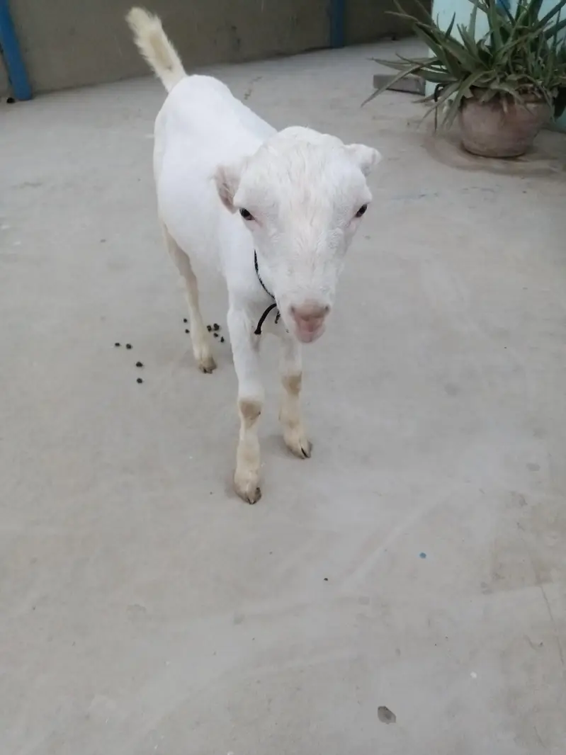 urgent sell taddi Bakra for sale — photo 2