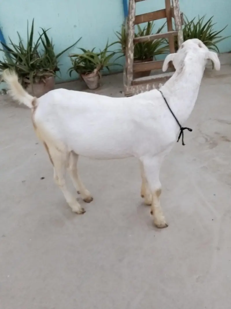 urgent sell taddi Bakra for sale — photo 4