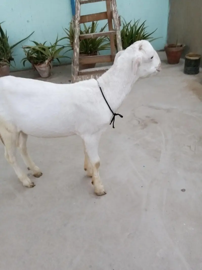 urgent sell taddi Bakra for sale — photo 5