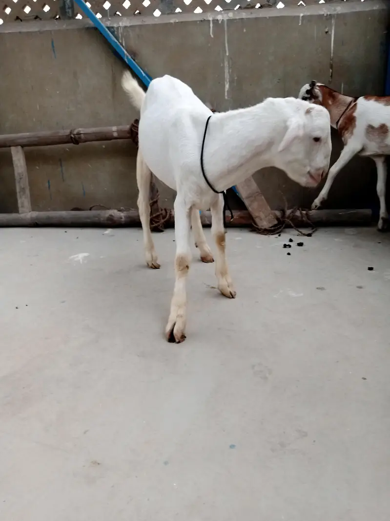 urgent sell taddi Bakra for sale — photo 6