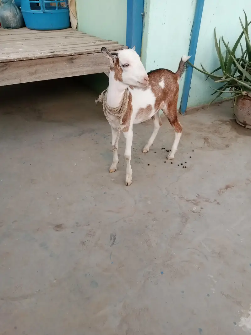 urgent sell taddi Bakra for sale — photo 9