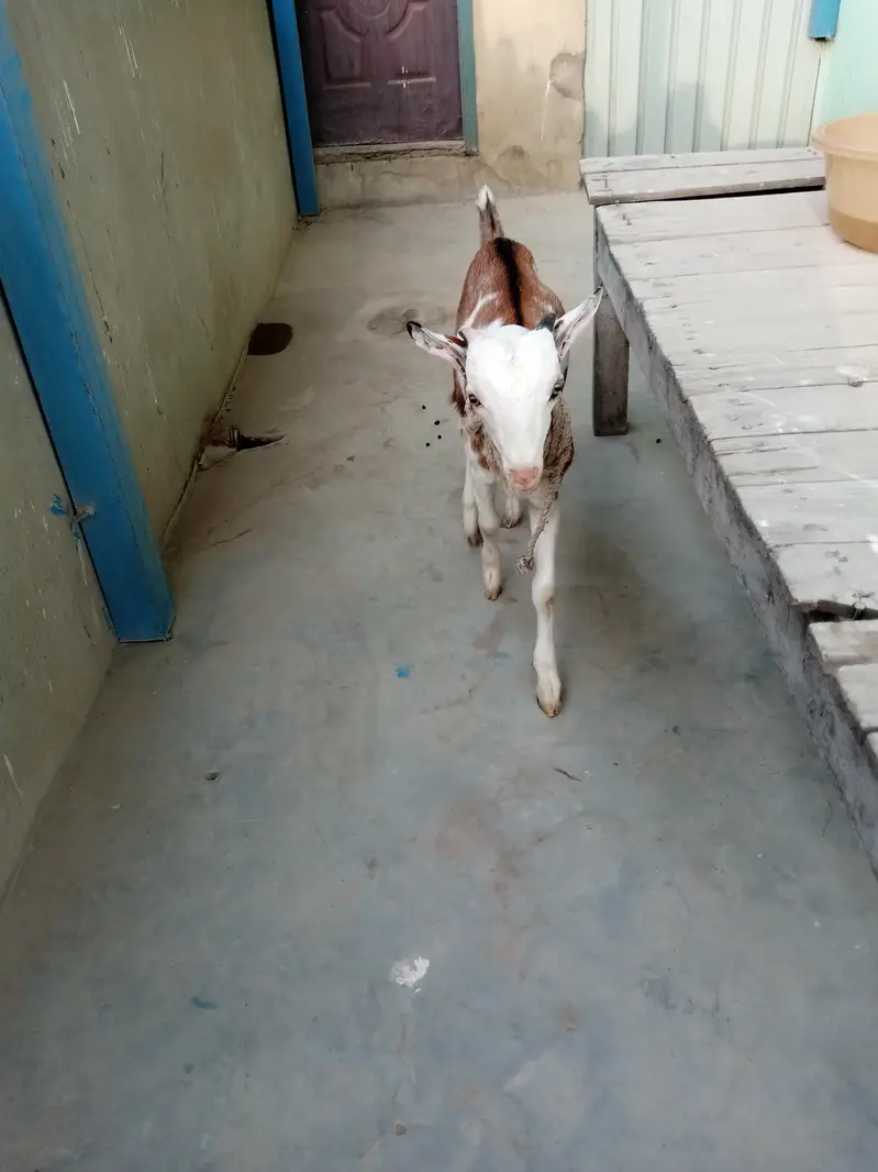 urgent sell taddi Bakra for sale — photo 11
