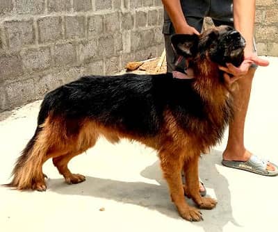 original German shepherd