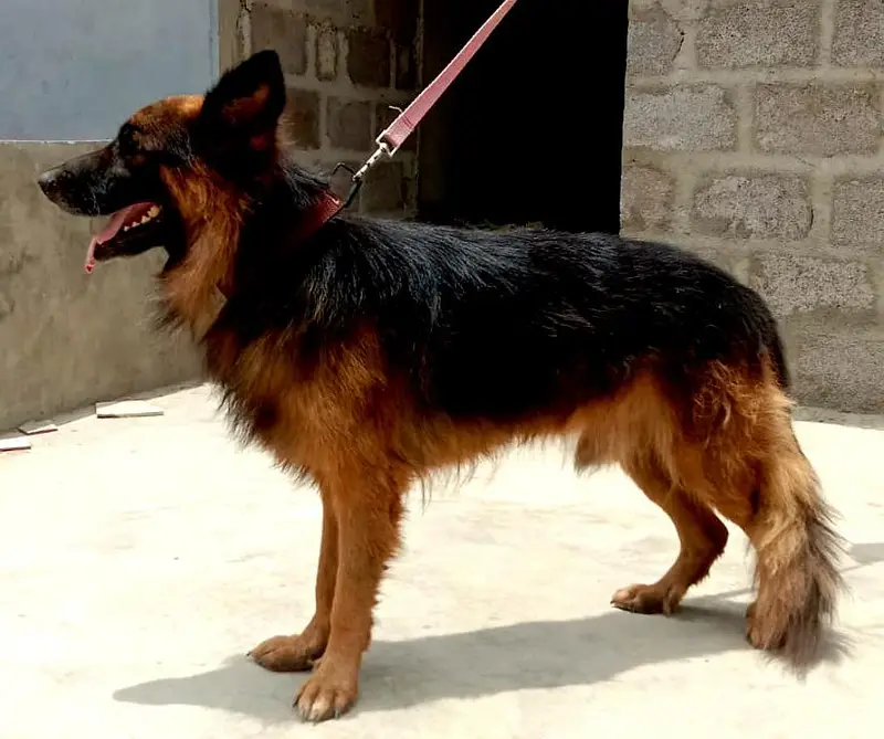 original German shepherd — photo 2