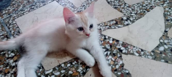 persion long Cort babies for sale