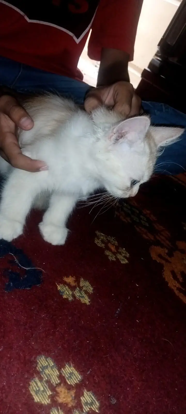 persion long Cort babies for sale — photo 2