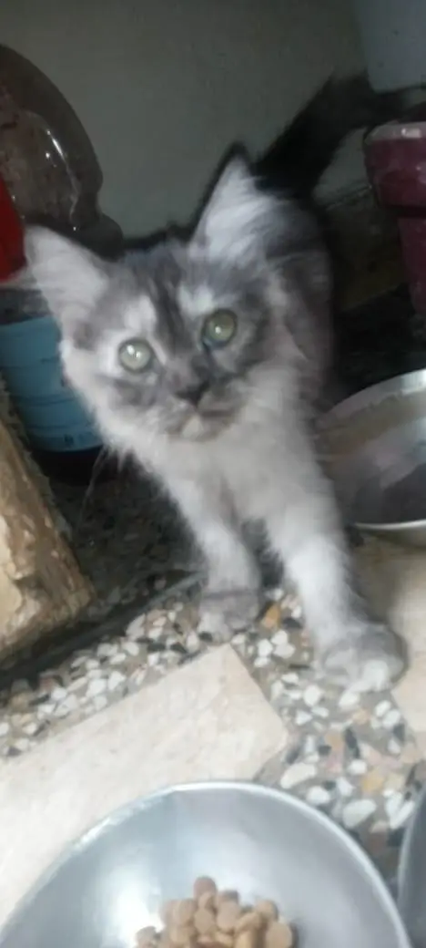 persion long Cort babies for sale — photo 3