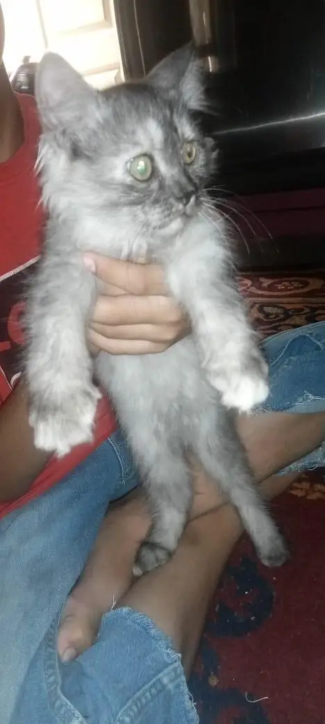 persion long Cort babies for sale — photo 4