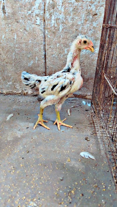swing neck chicks
