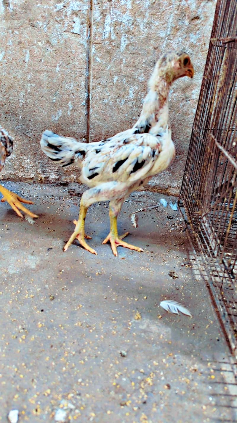 swing neck chicks 1