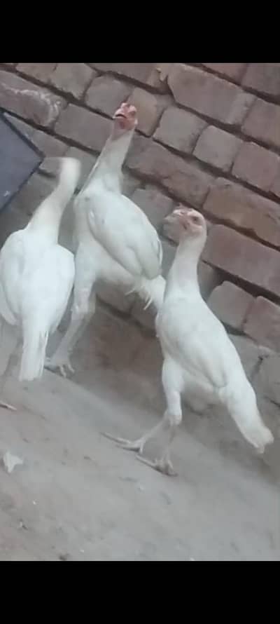 Heera long hight set sale