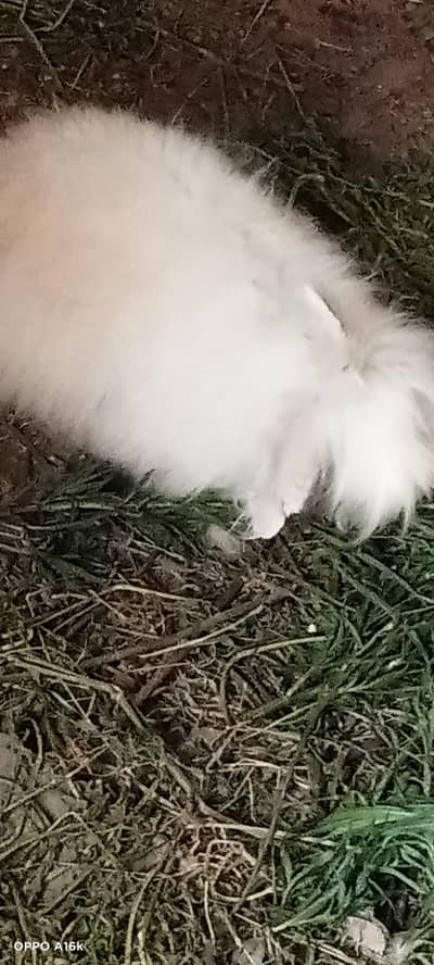 Persian male cat