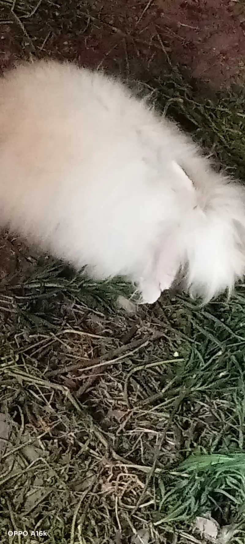 Persian male cat