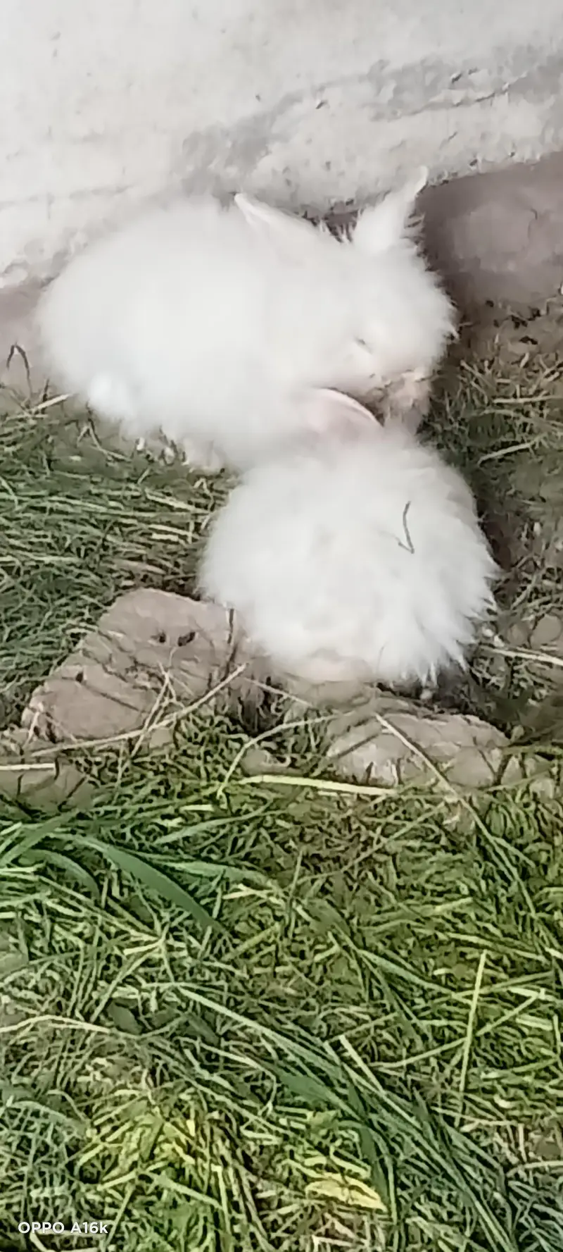 Persian male cat — photo 2